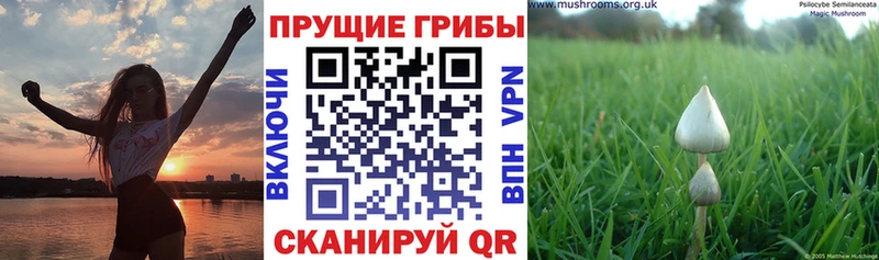 Купить закладки  Всеволожск  Псилоцибиновые грибы прущие грибы 